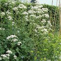 Valeriana officinalis